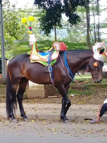 Kuda Renggong Citra Kusuma