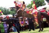 Kuda Renggong Parama Grup