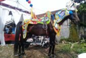 Kuda Renggong Suryadilaga